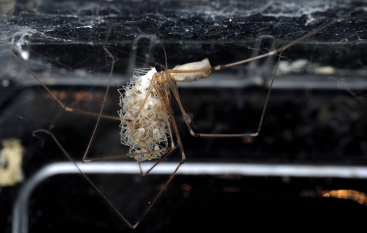 Pholcus phalangioides,Große Zitterspinne