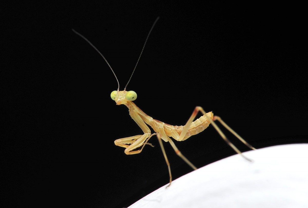 Sphodromantis viridis