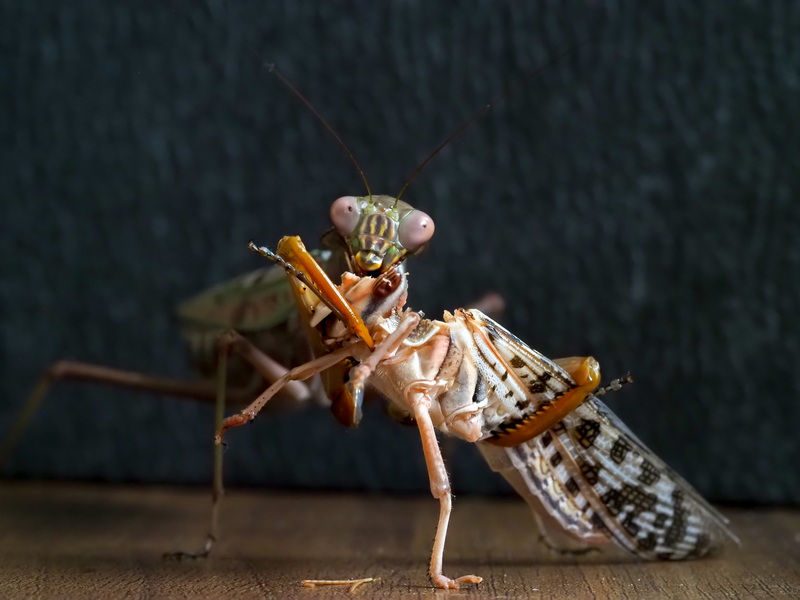 Plistospilota Sp. gönnt sich Wüstenheuschrecke - Deadly beautiful