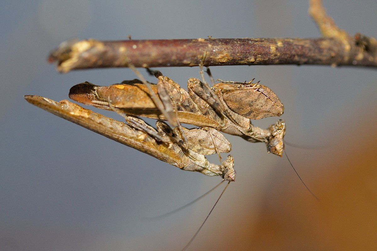 Otomantis sp.