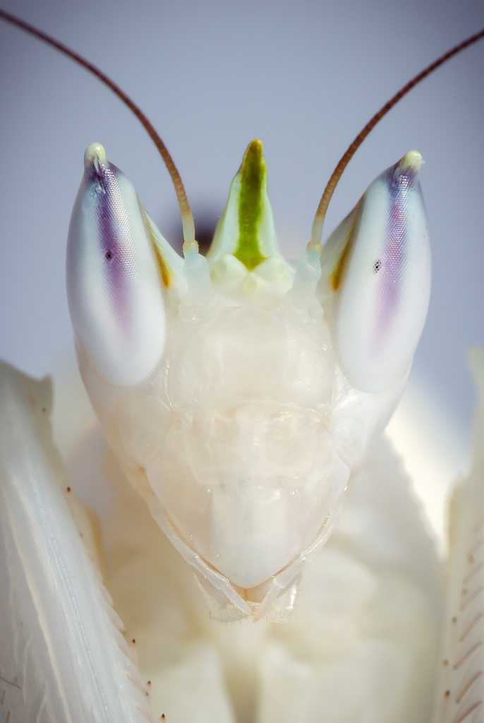 Hymenopus coronatus