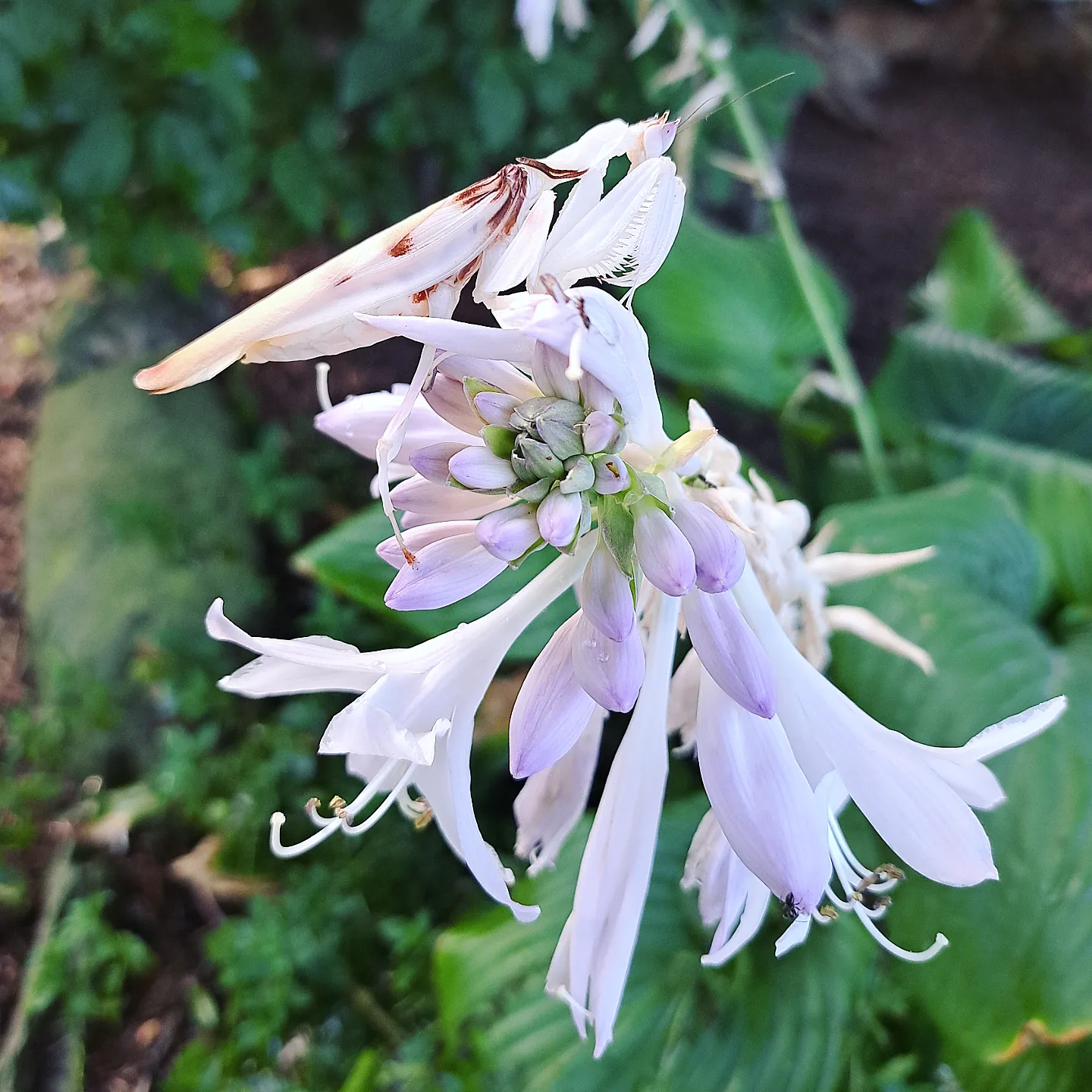 Orchideenmantis im Garten