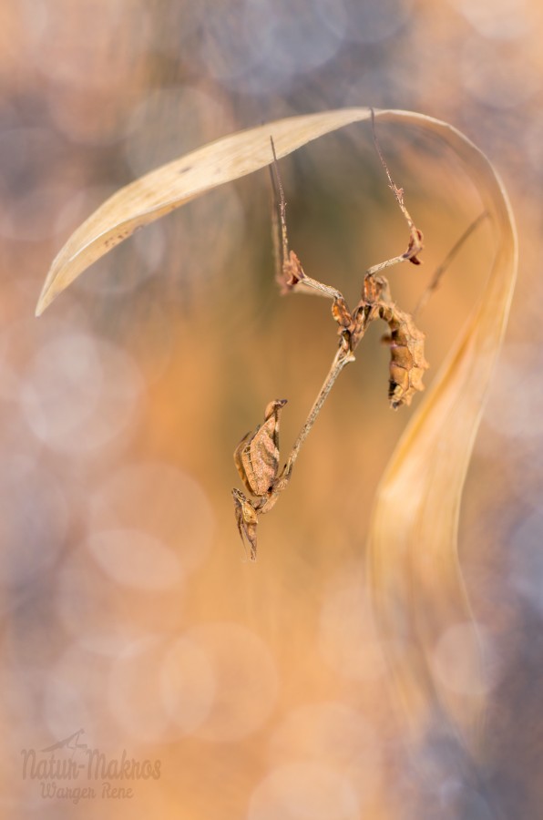 Gongylus gongylodes