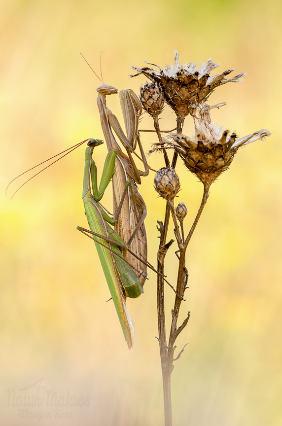 Mantis religiosa- Kopula