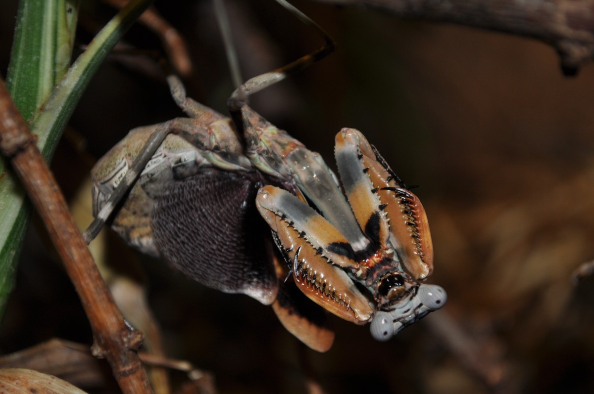 Parasphendale sp. Weibchen