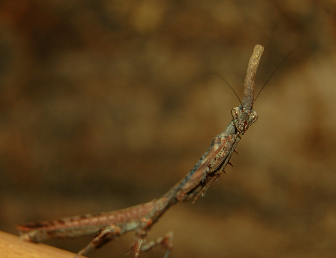 Phyllothelis wernerii