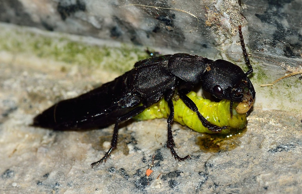 Ocypus olens vs, Caterpillar