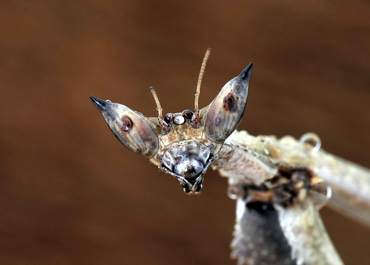 Heterochaeta orientalis