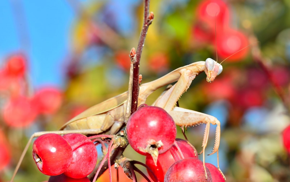 Sphodromantis viridis