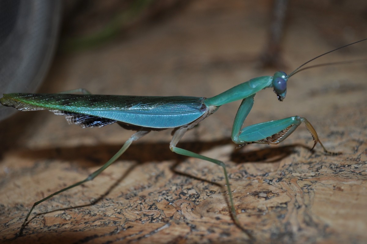 Prohierodula laticollis Männchen