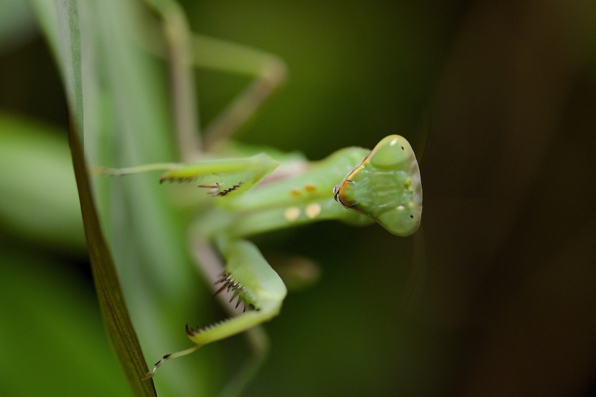 Hierodula pateliffera