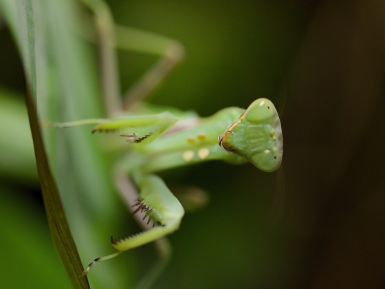 Hierodula pateliffera