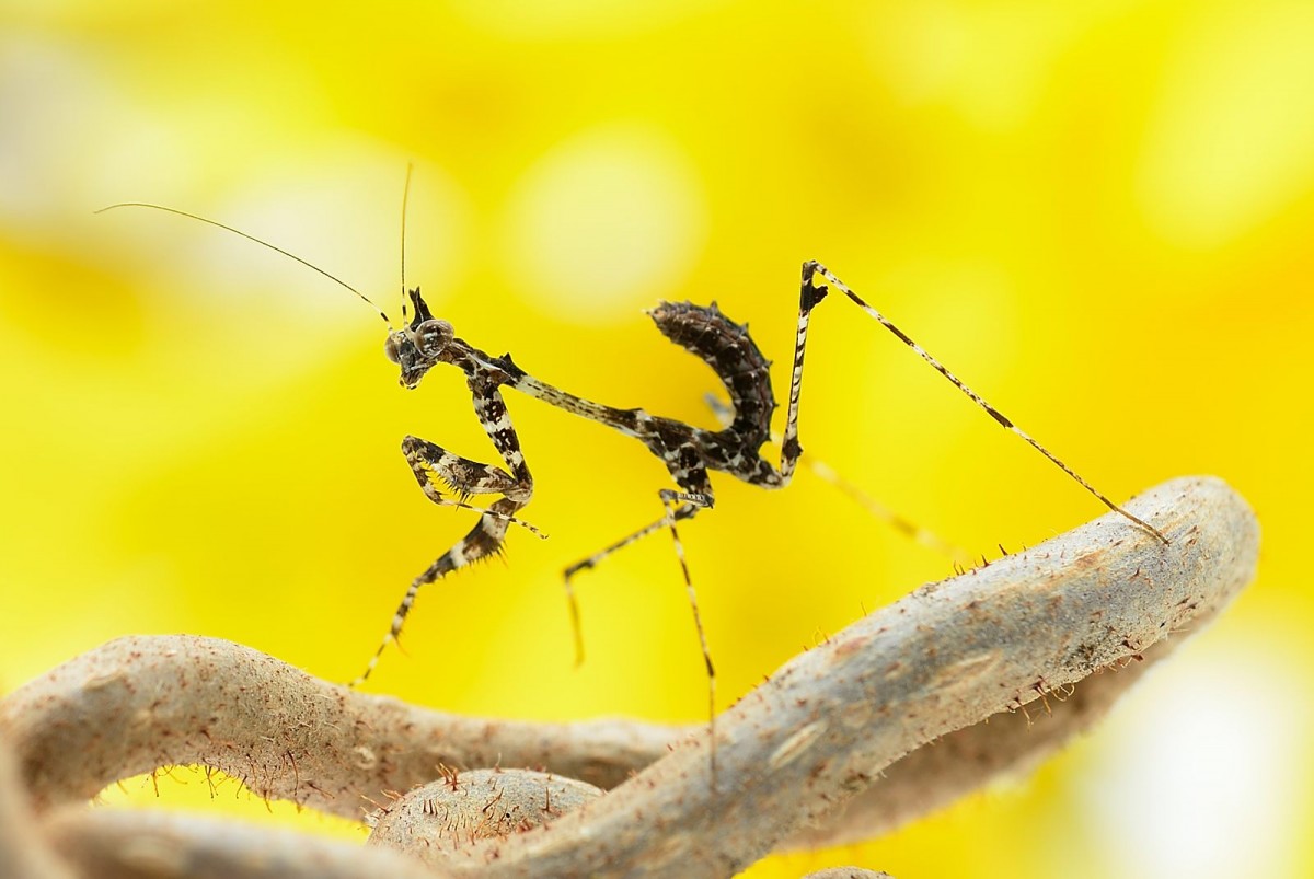 Sibylla dolosa