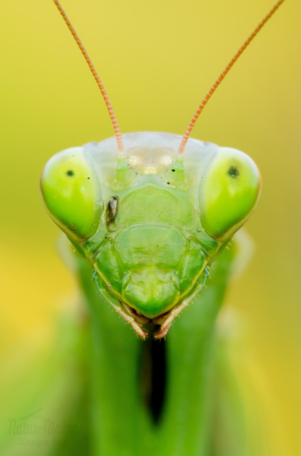 Mantis religiosa