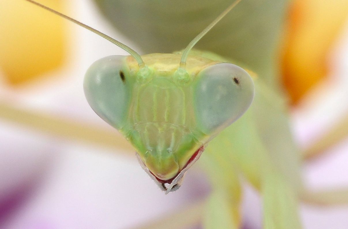 Sphodromantis lineola