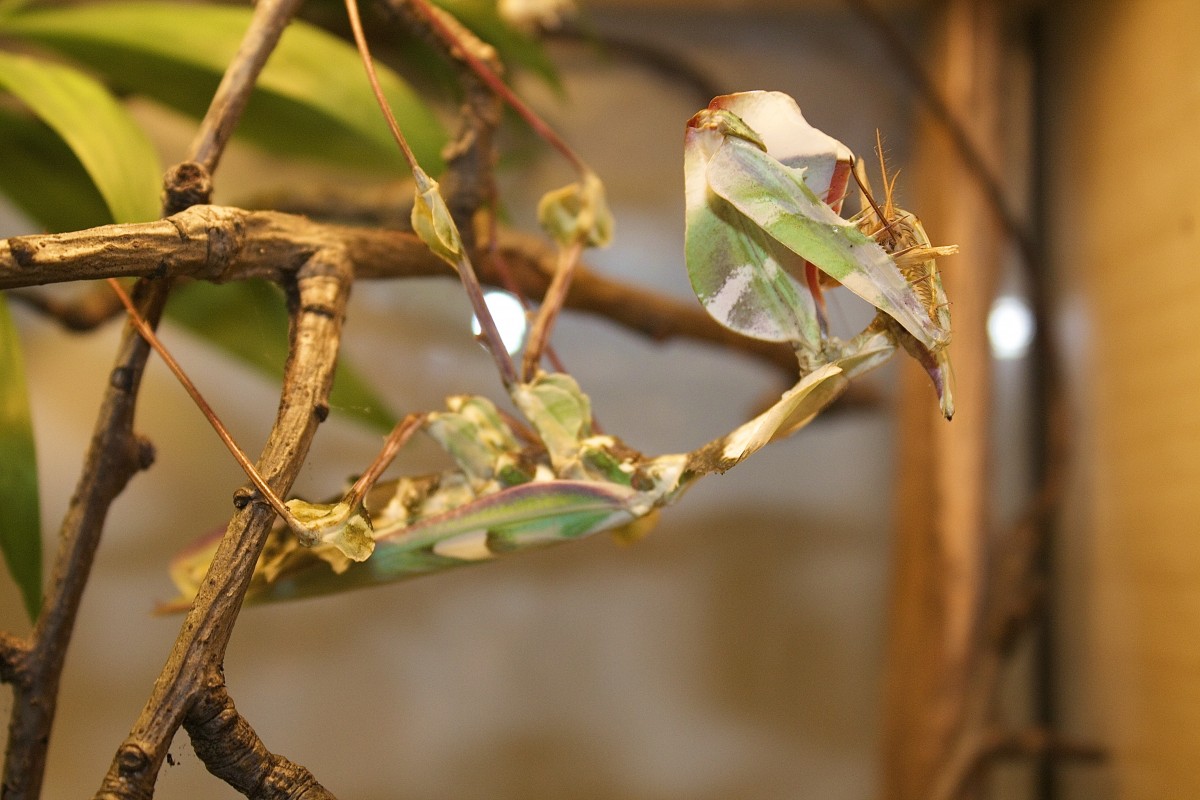 Idolomantis diabolica