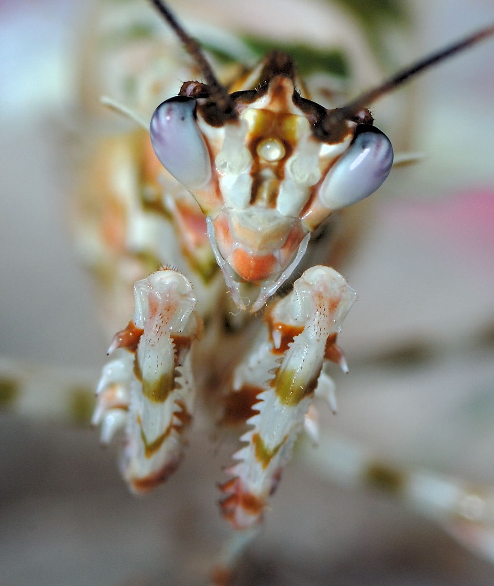 Pseudocreobotra wahlbergii