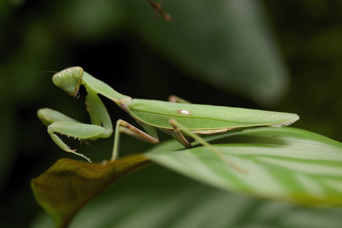 Hierodula patellifera