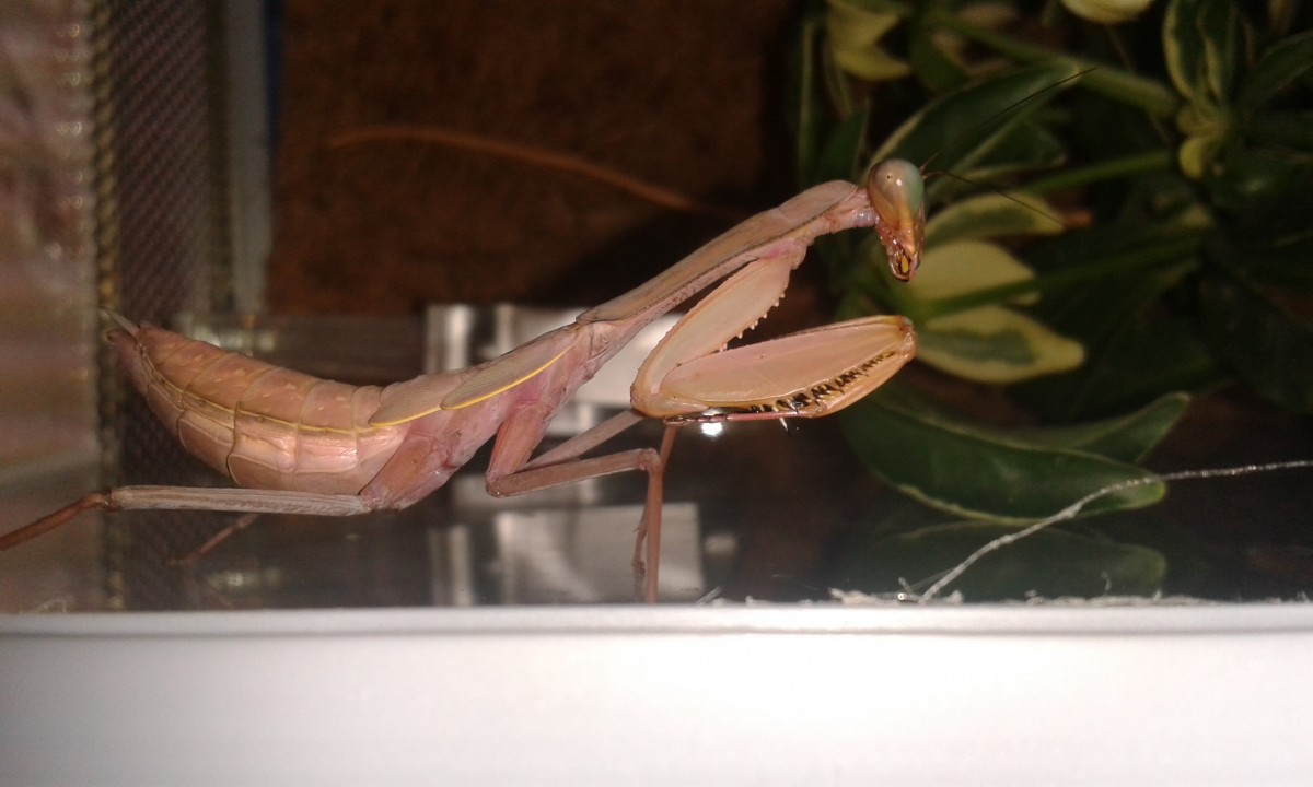 Hierodula spec. "Kalimantan"