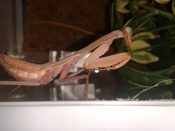 Hierodula spec. "Kalimantan"