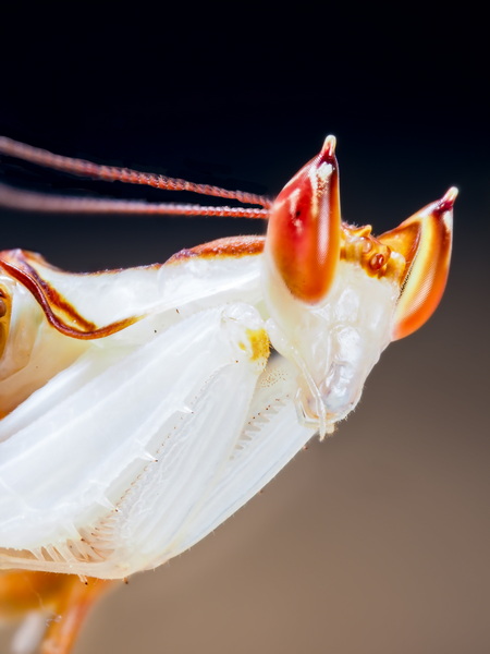 Hymenopus Coronatus Männchen Portrait