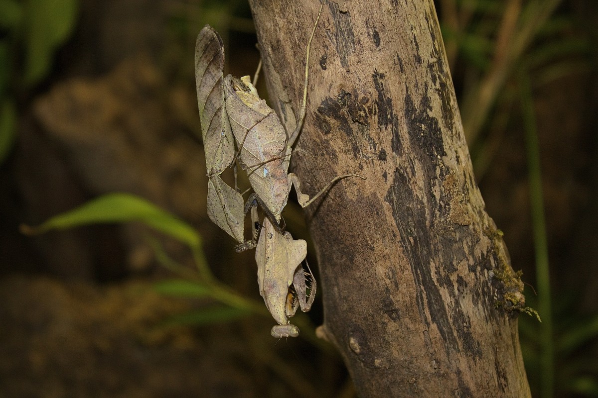 Deroplatys lobata