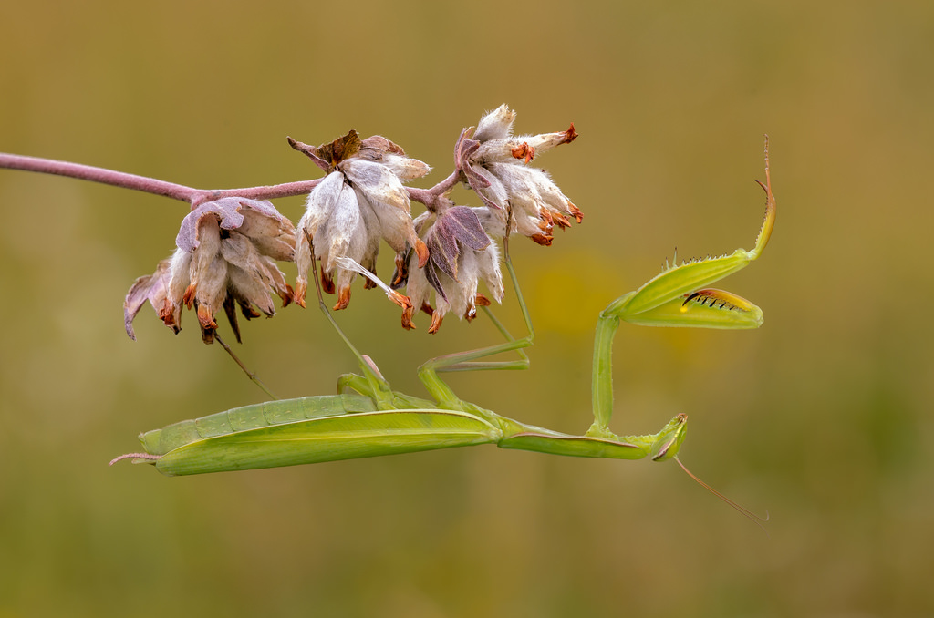 Mantis religiosa, 0.1 adult