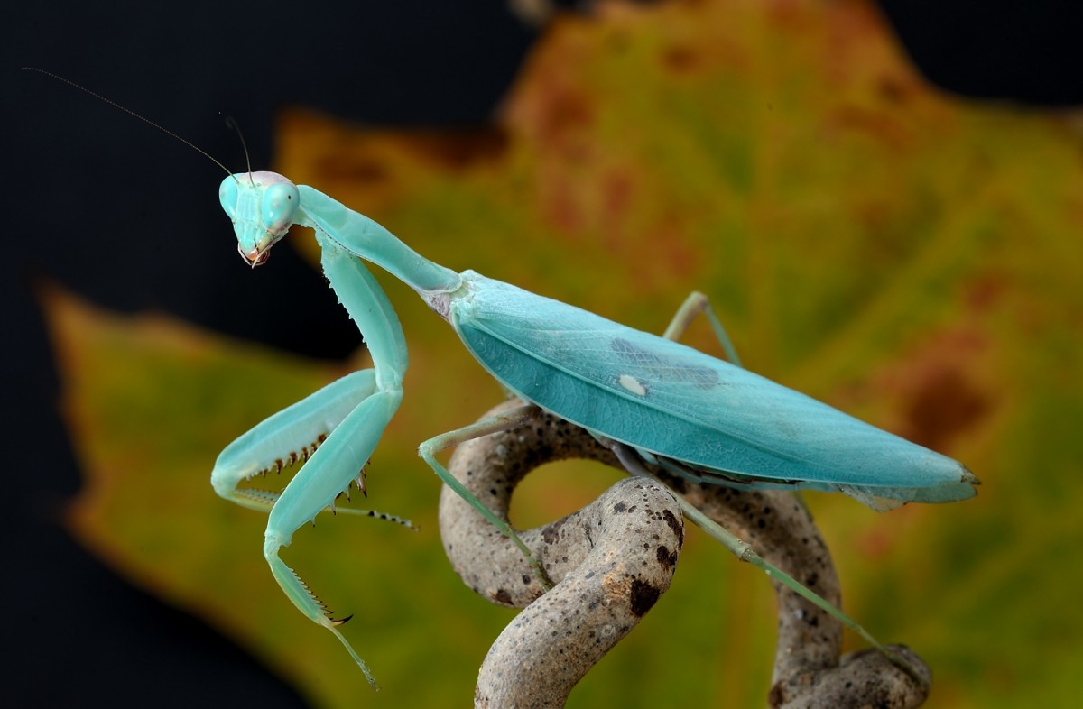 Hierodula patellifera