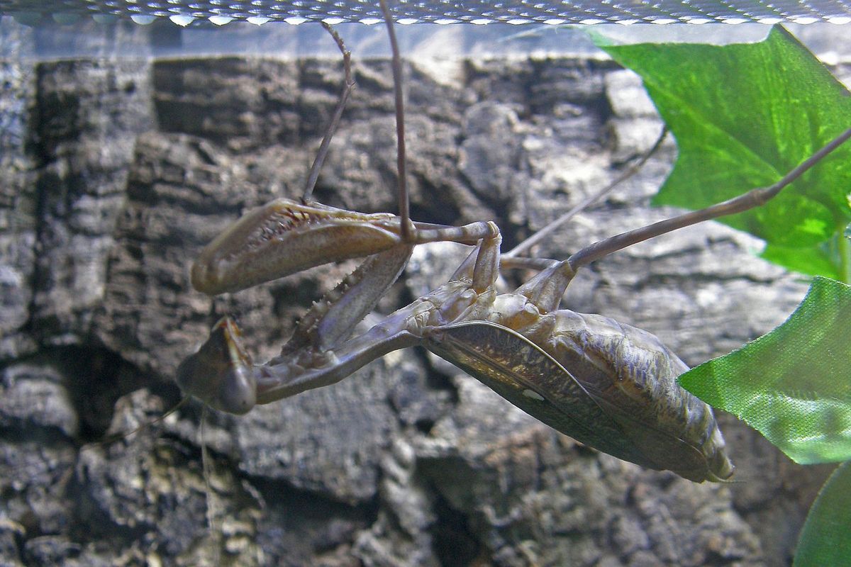 Sphodromantis viridis