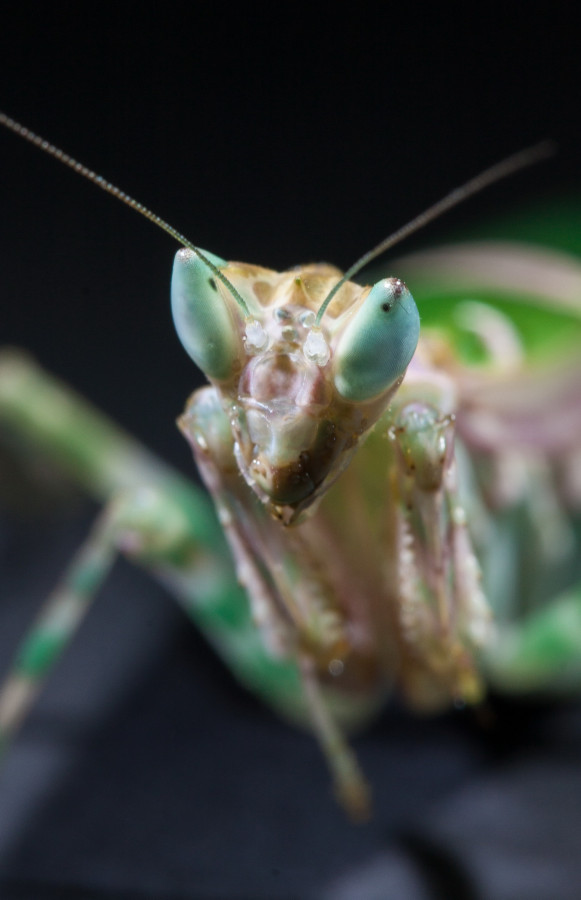 Pseudocreobotra Ocellata Portrait