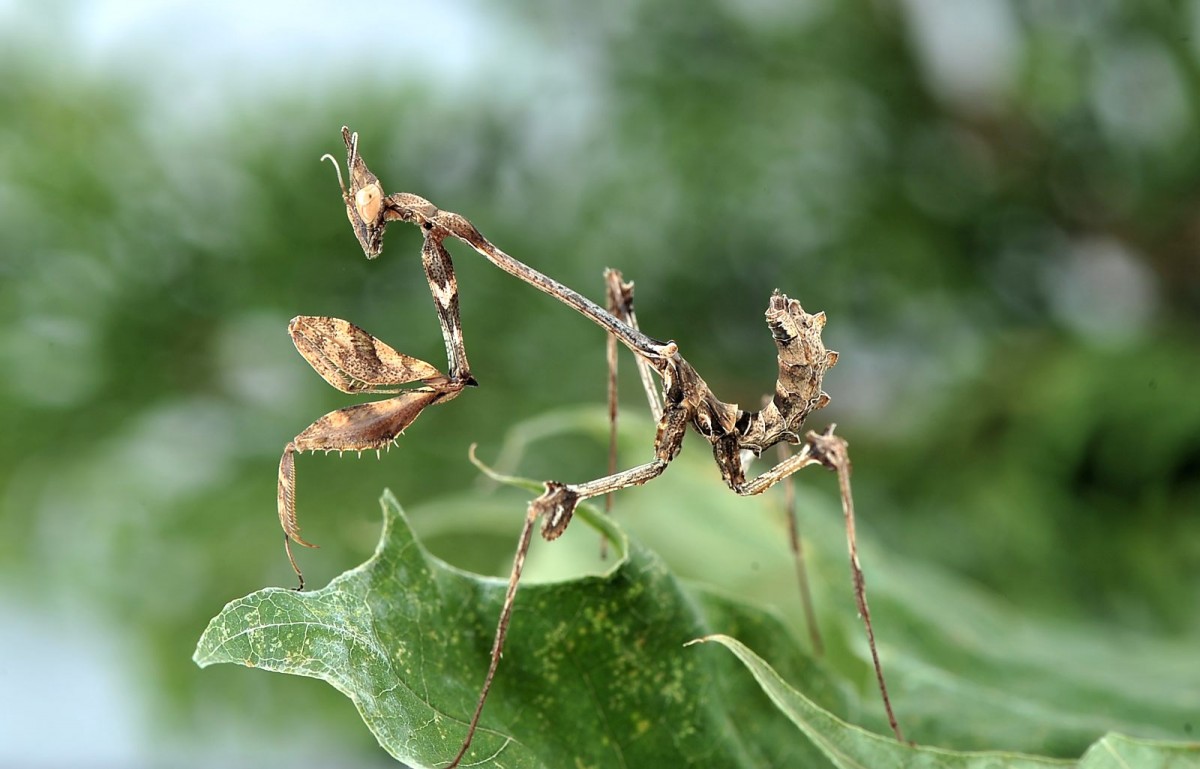 Gongylus gongylodes