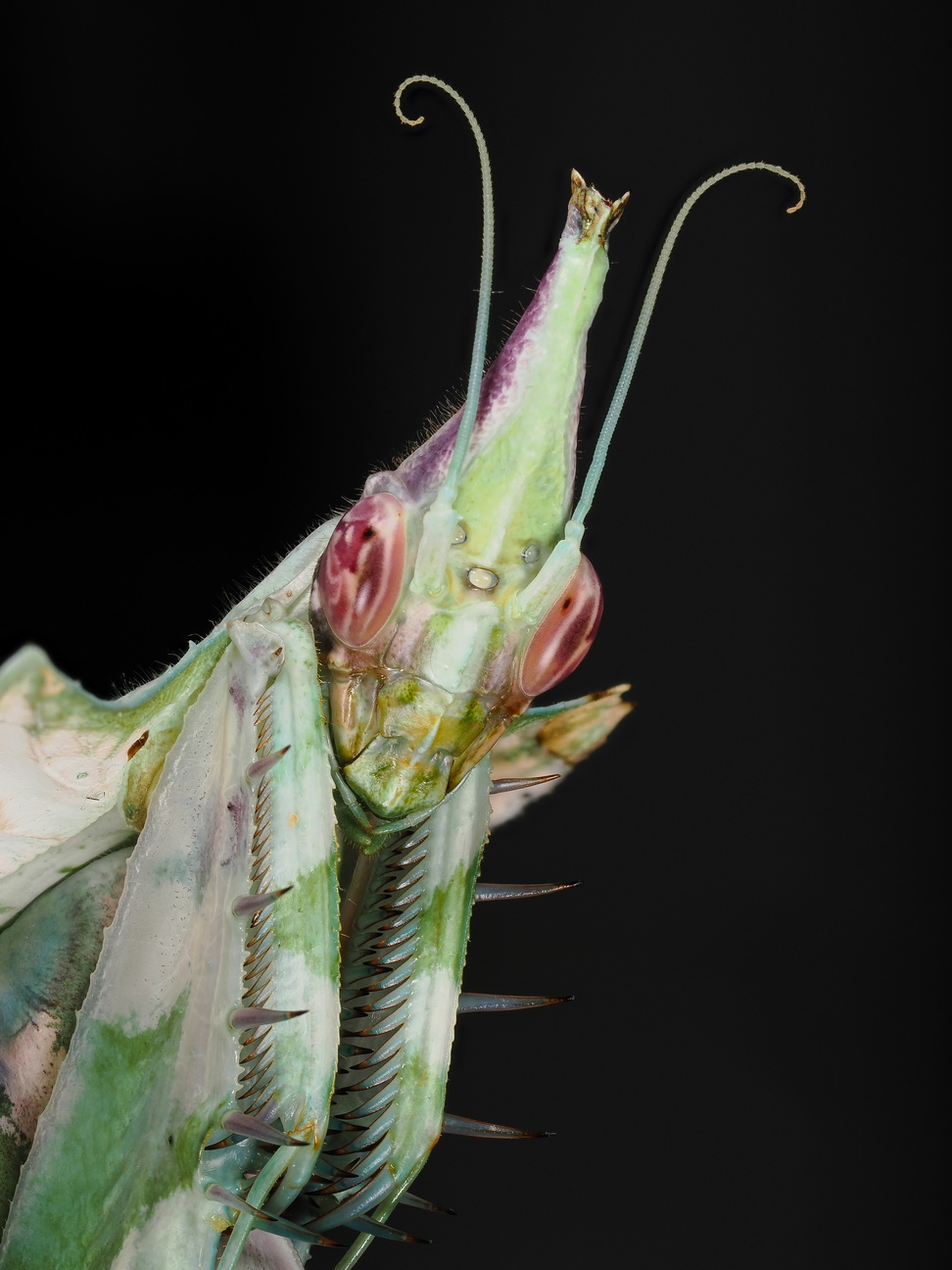 Idolomantis diabolica Weibchen adult