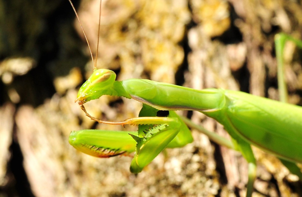 Mantis religiosa