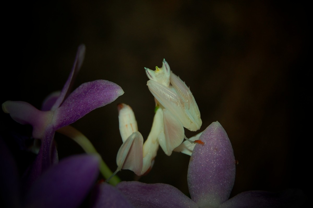 Hymenopus