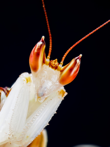 Hymenopus Coronatus Männchen Portrait