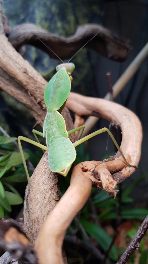 Rhombodera basalis in L8