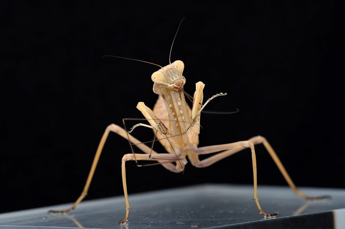 Sphodromantis viridis