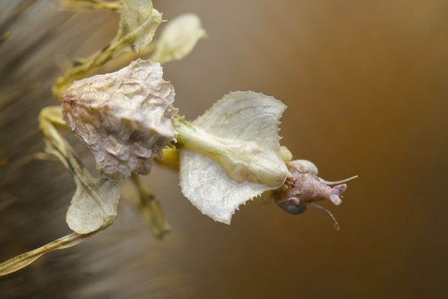 Idolomantis diabolica