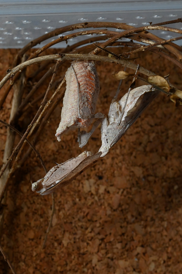 Deroplatys trigonodera (IGM 328) beim bewachen der Oothek.