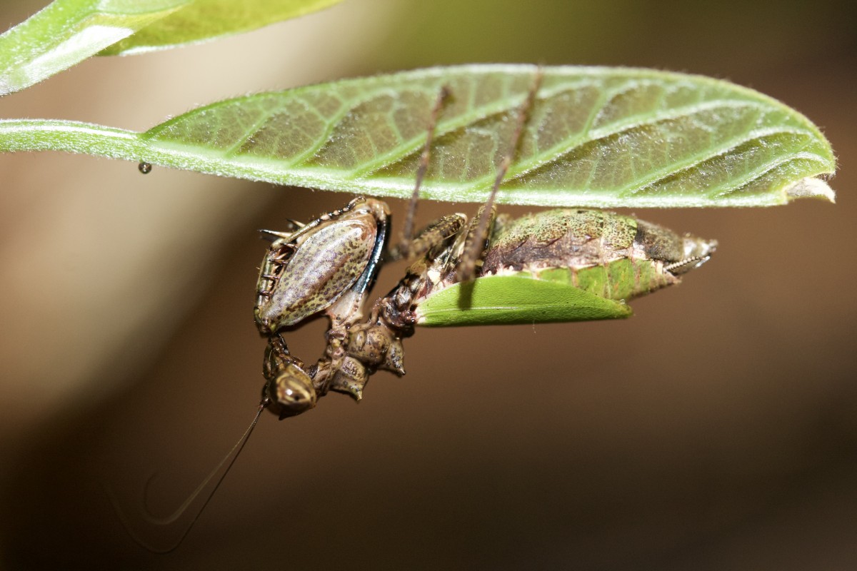 Pachymantis sp.