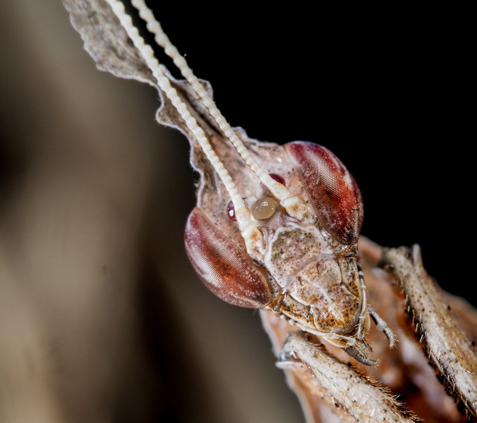 Phyllocrania Paradoxa Male