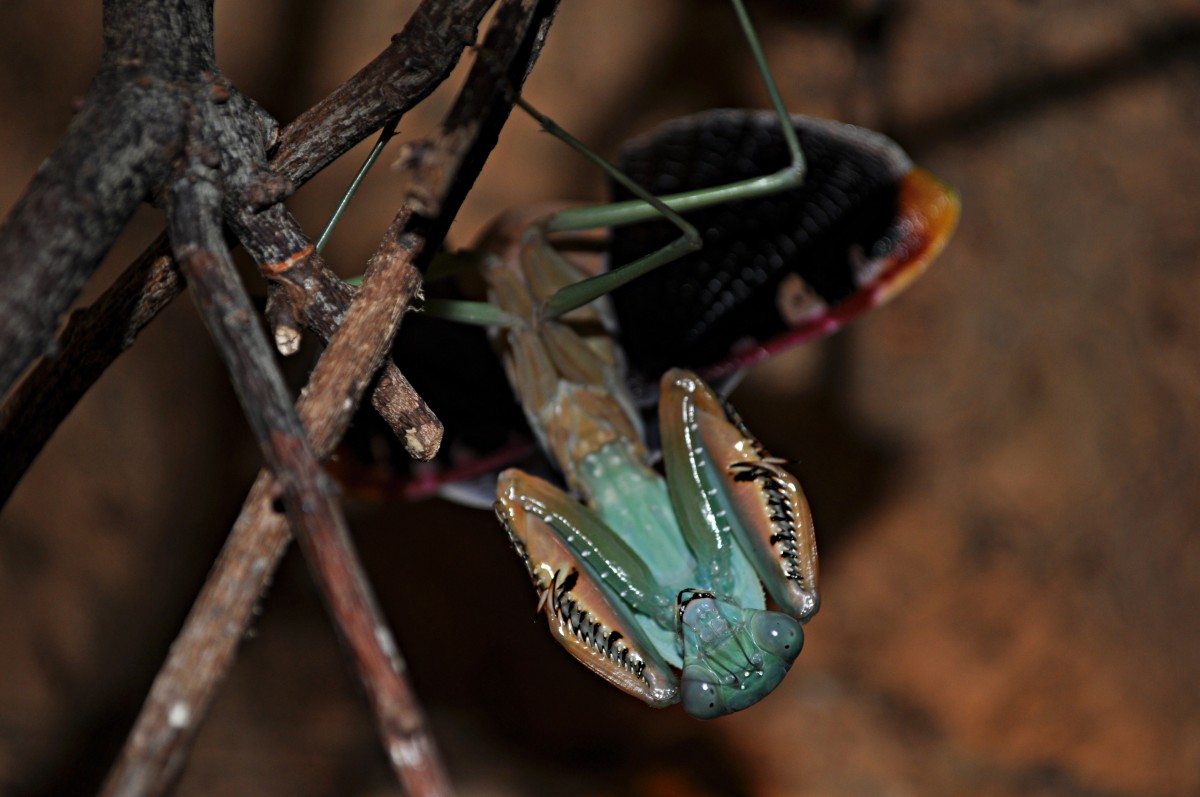 Prohierodula laticollis Weibchen