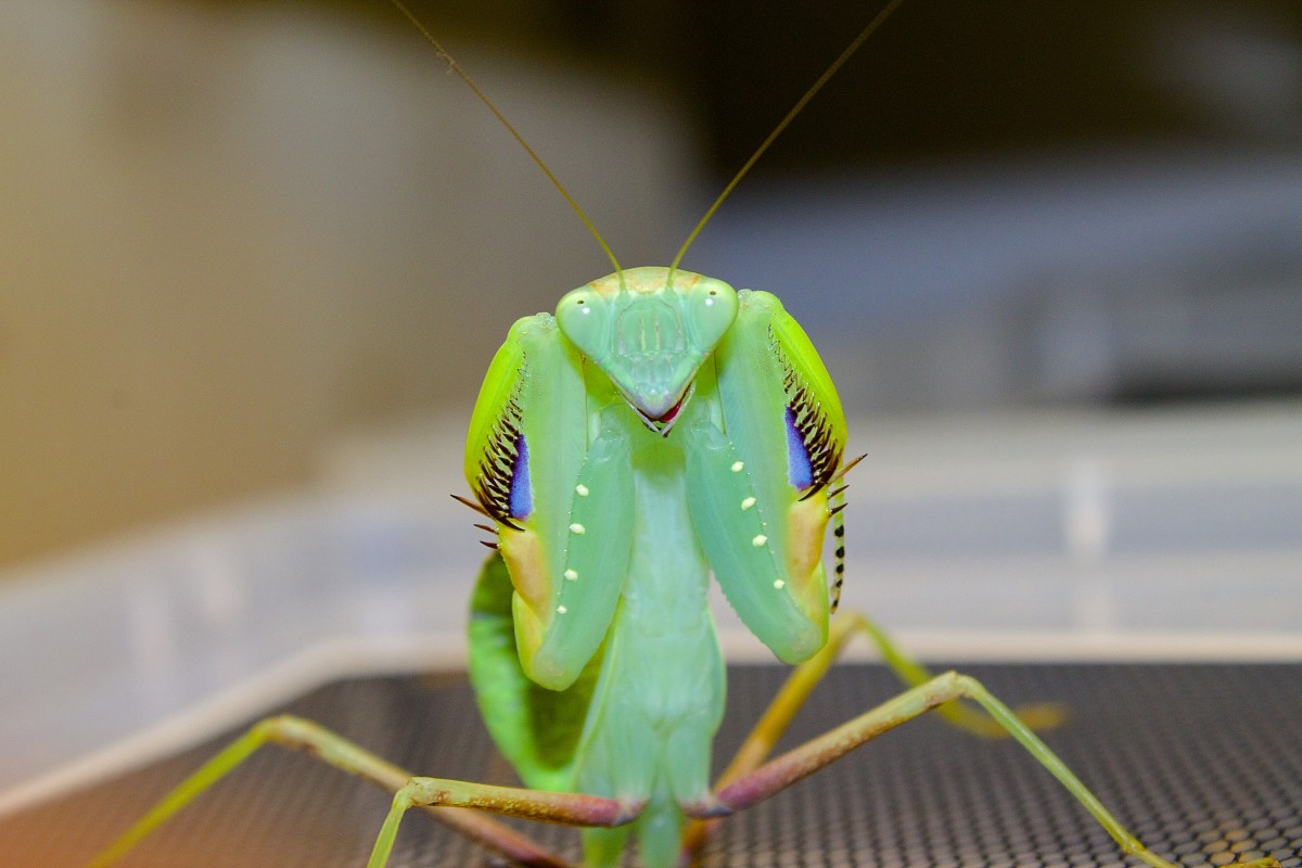 Sphodromantis sp. TANSANIA