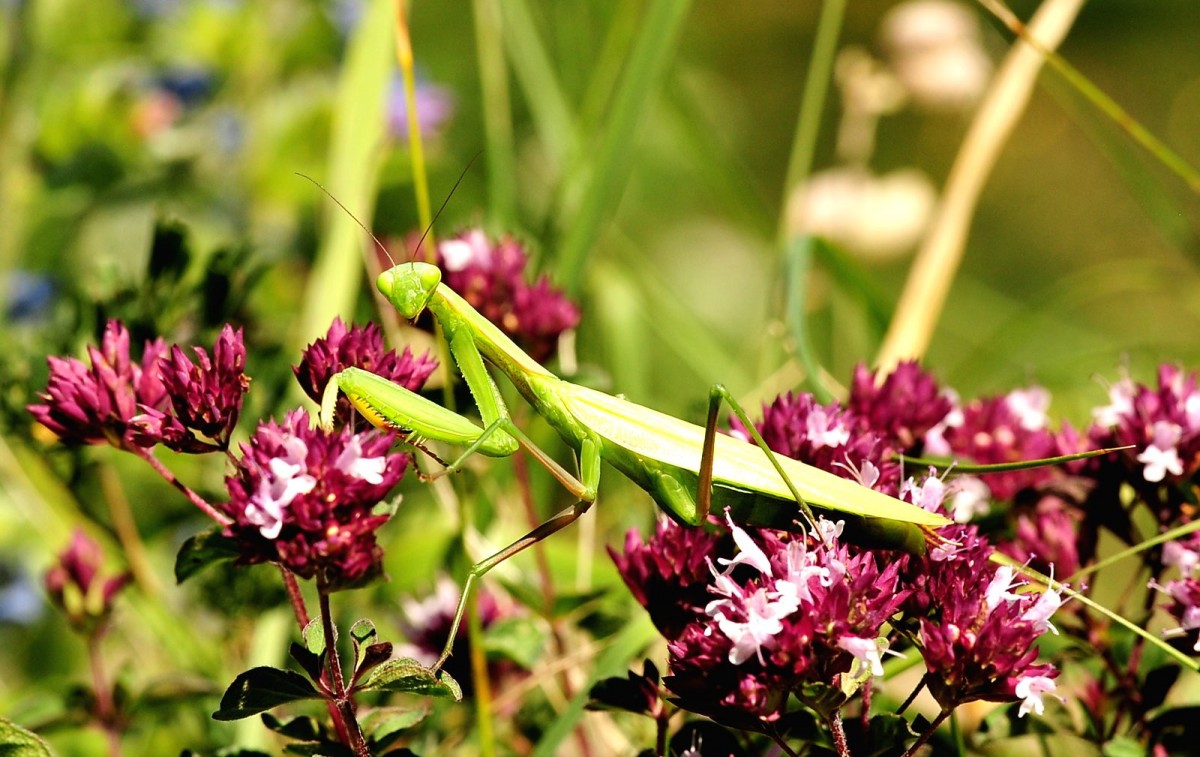 Mantis religiosa