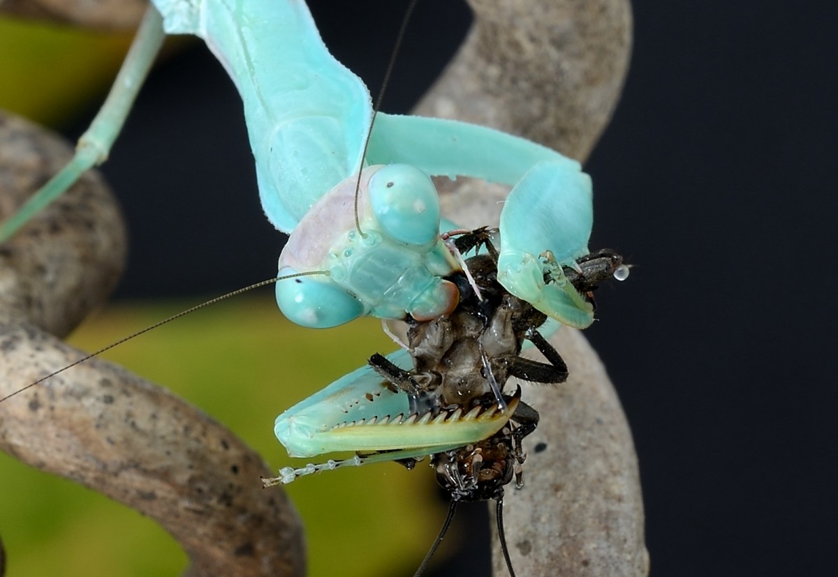 Hierodula patellifera