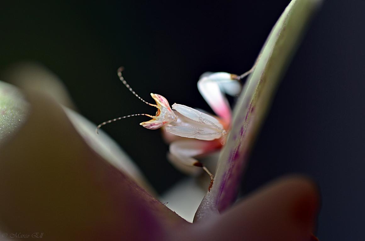 0.0.1 Hymenopus coronatus L2