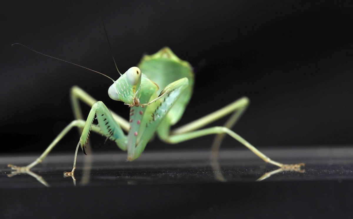 Hierodula spec. Lombok