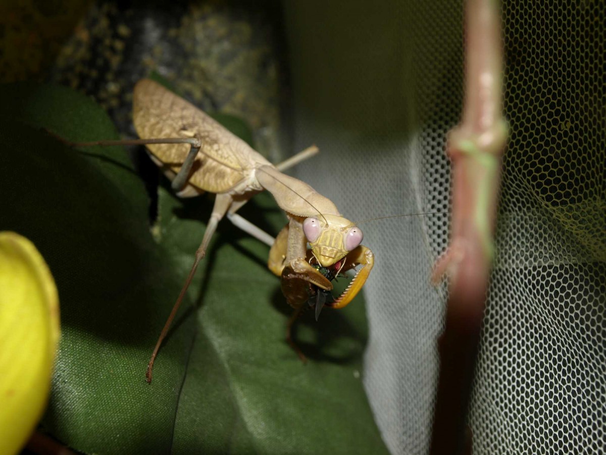 Sphodromantis Lineola