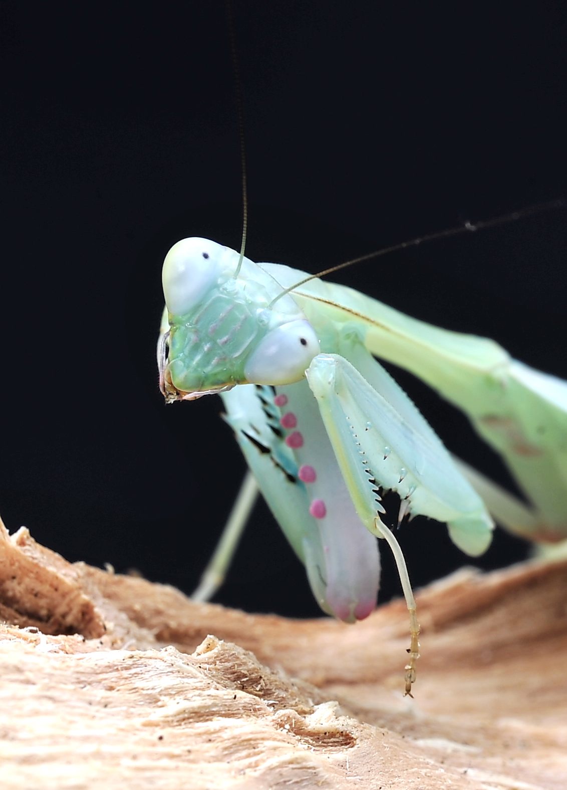 Hierodula spec. Lombok