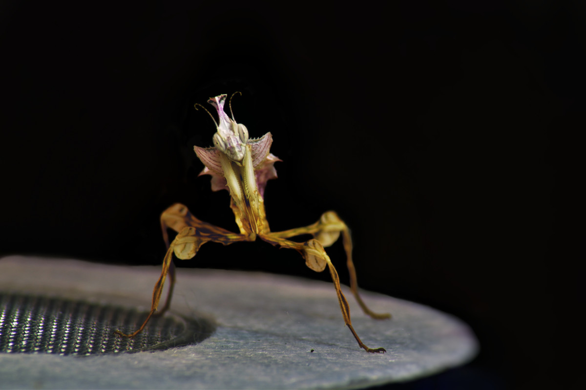 Idolomantis Diabolica L3